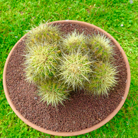 Echinocactus grusonii clustered cactus with multiple yellow spiny heads in terracotta pot