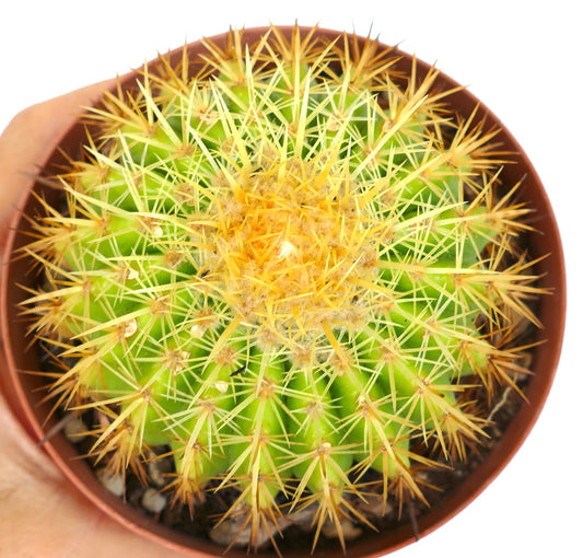 Echinocactus grusonii cv SETISPINUS sukkulent kaktus med tette, gule, sterke torner i potte