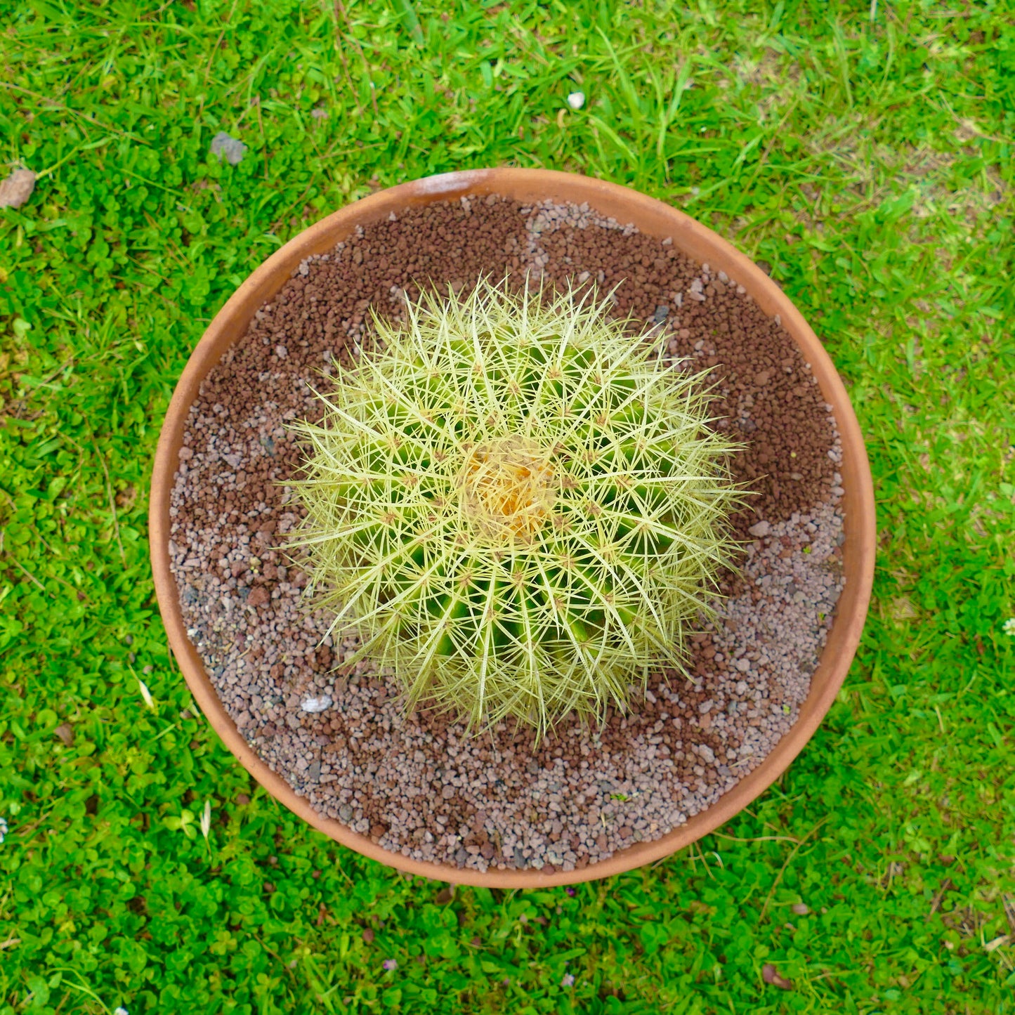 Echinocactus grusonii, cacto suculento redondo com espinhos amarelos densos e fortes em vaso