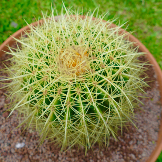 Echinocactus grusonii cacto redondo verde com espinhos longos amarelos densos em vaso
