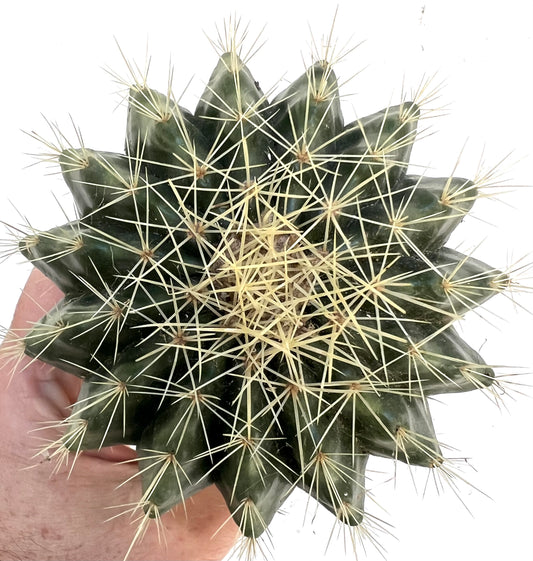 Echinocactus grusonii cv setispinus dark green cactus with long sharp yellow spines close-up