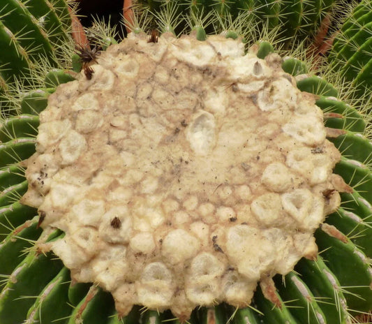 Echinocactus grusonii cv setispinus SEEDS