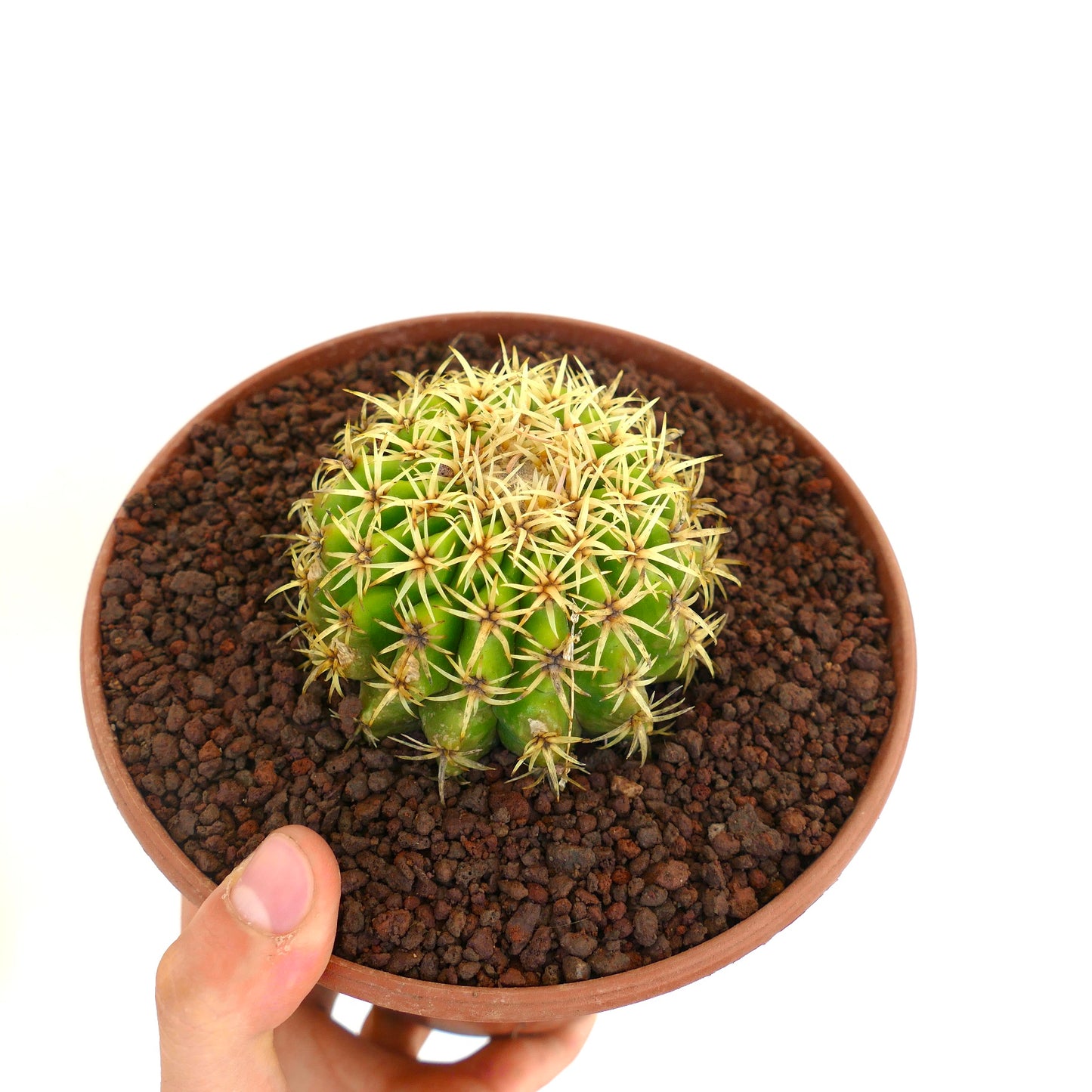 Echinocactus grusonii small round cactus with dense yellow spines in terracotta pot