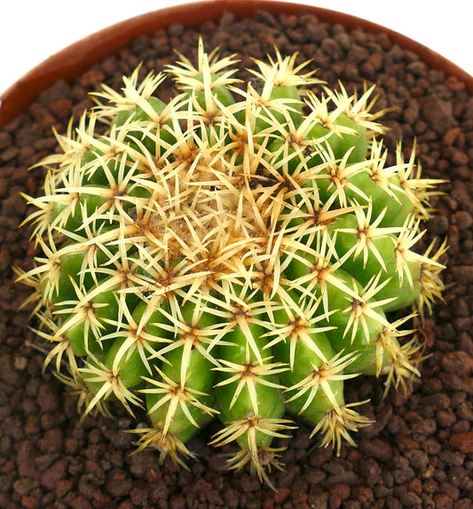 Echinocactus grusonii succulent cactus with dense yellow spines and rounded green body