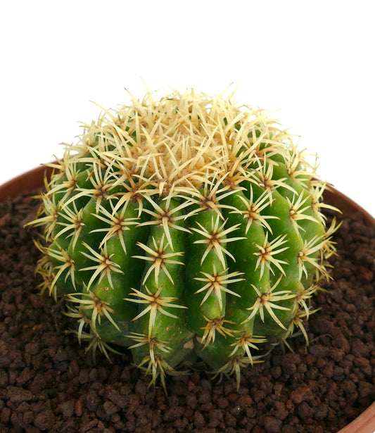 Echinocactus grusonii succulent cactus with dense yellow spines and rounded green body
