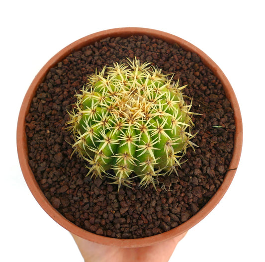 Echinocactus grusonii succulent cactus with dense yellow spines in terracotta pot