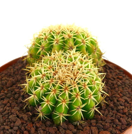 Echinocactus grusonii compact succulent cactus with dense yellow spines and bright green body in pot