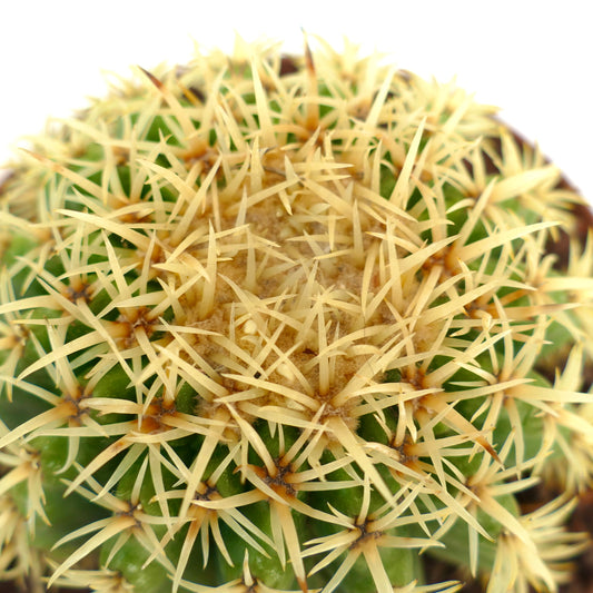 Echinocactus grusonii succulent cactus with dense yellow spines and green ribbed body