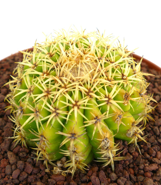 Echinocactus grusonii succulent cactus with dense yellow spines and rounded green body