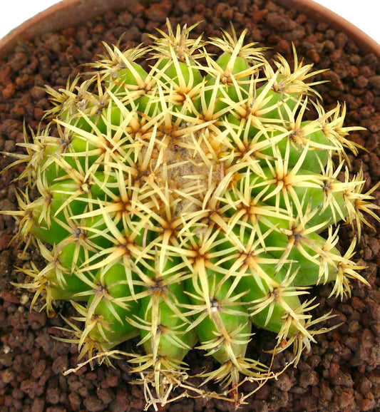 Echinocactus grusonii bright green cactus with dense yellow spines in pot