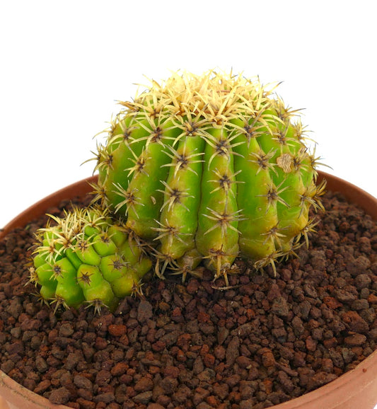 Echinocactus grusonii compact succulent cactus with yellow spines in terracotta pot