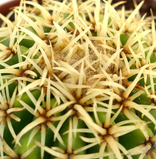 Echinocactus grusonii succulent cactus with dense yellow spines and green ribbed body