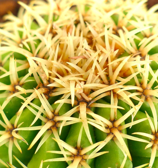 Echinocactus grusonii succulent cactus with dense yellow spines and vibrant green ribs close-up