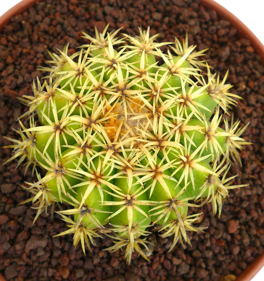 Echinocactus grusonii succulent cactus with bright yellow spines and rounded green body in pot