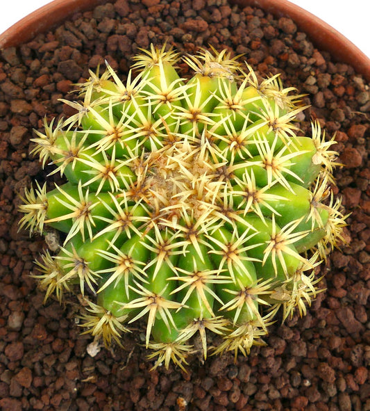 Echinocactus grusonii succulent cactus with dense yellow spines and bright green ribs
