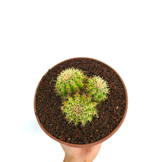 กระบองเพชรอิคิโนแคคตัส กรัสโซนี เซ็กคิวเลนท์ ต้นไม้หนามสีเหลืองหนาแน่นและการเจริญเติบโตเป็นกลุ่ม