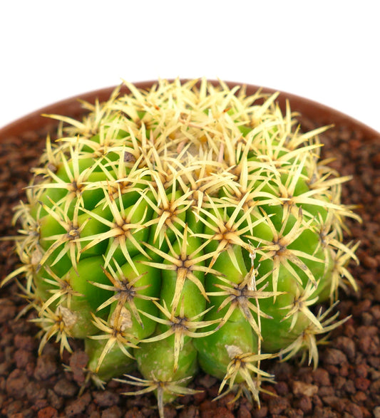 Echinocactus grusonii succulent cactus with dense yellow spines and bright green body in pot