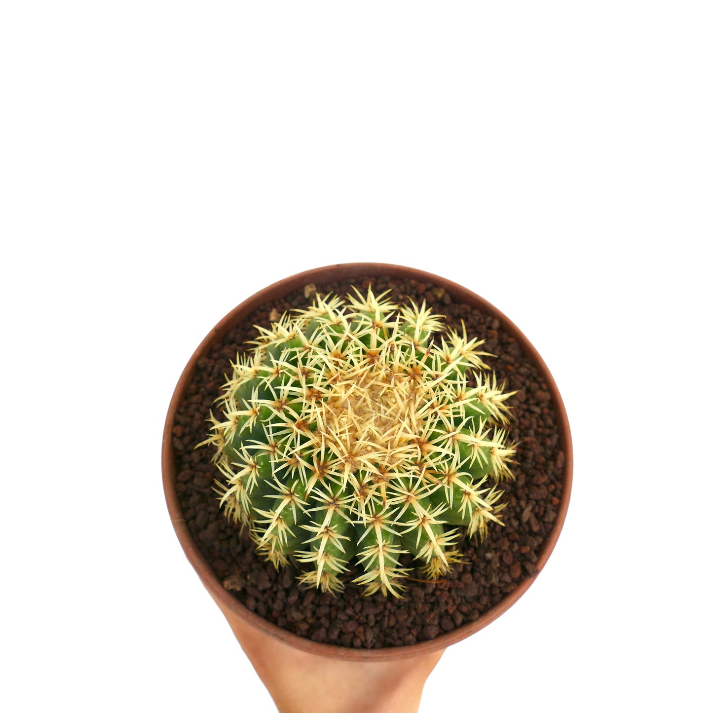 Echinocactus grusonii succulent cactus with dense yellow spines in small pot