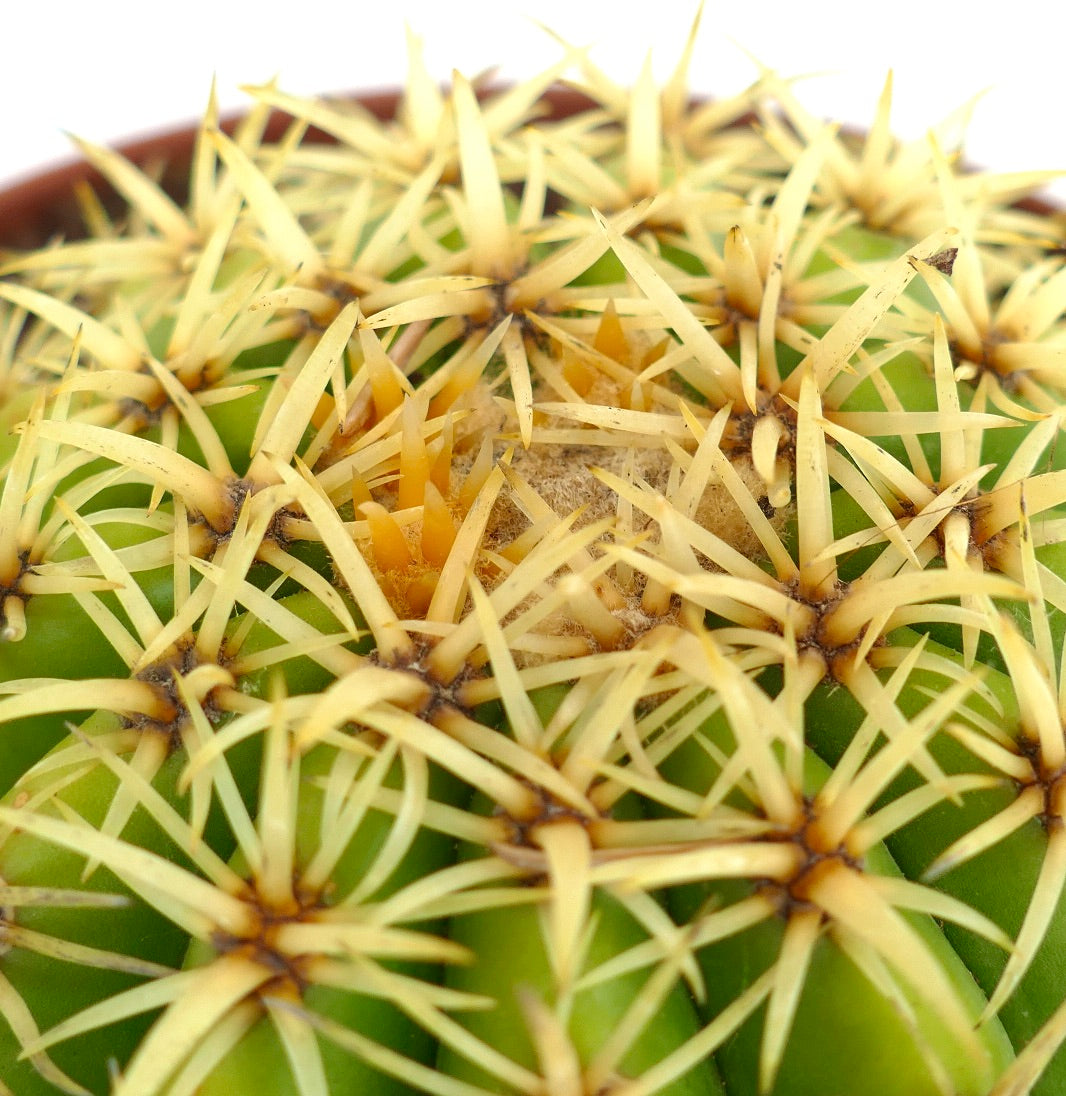 Echinocactus grusonii succulent cactus with dense yellow spines and green ribbed body