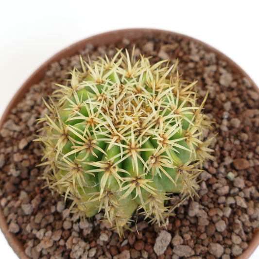Echinocactus grusonii succulent cactus with dense yellow spines and rounded green body