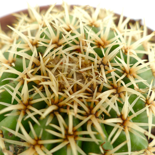 Echinocactus grusonii sukkulente Kaktee mit dichten, blassgelben Stacheln und grünem, geripptem Körper