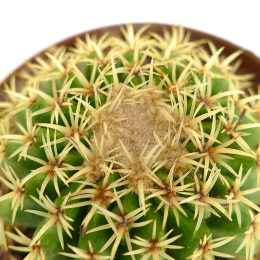 Echinocactus grusonii succulent cactus with dense yellow spines and green ribbed body