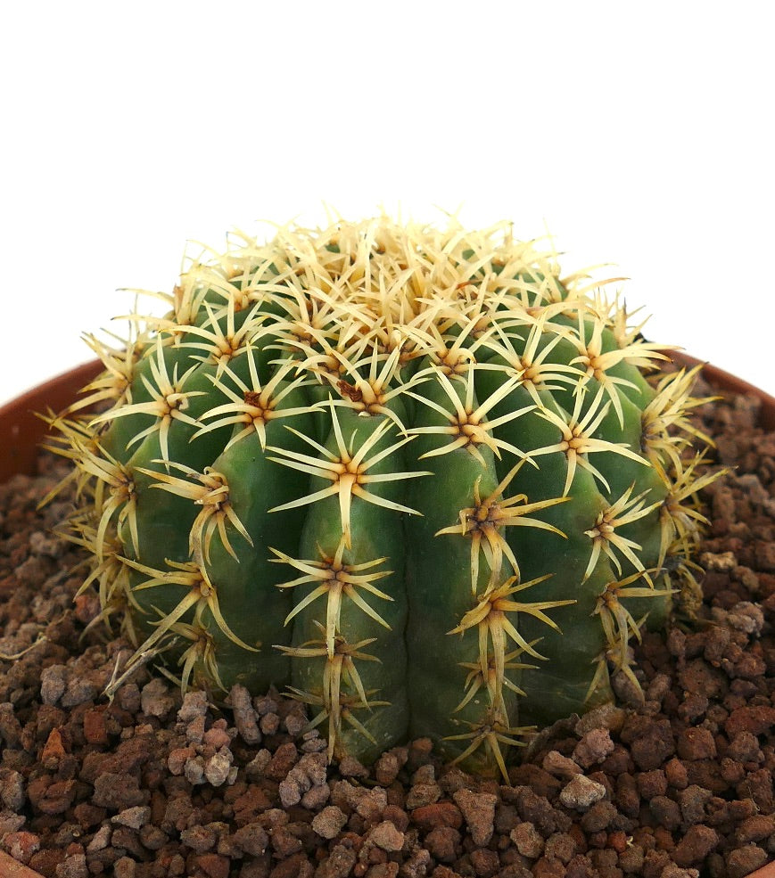 Echinocactus grusonii succulent cactus with thick yellow spines and rounded green body