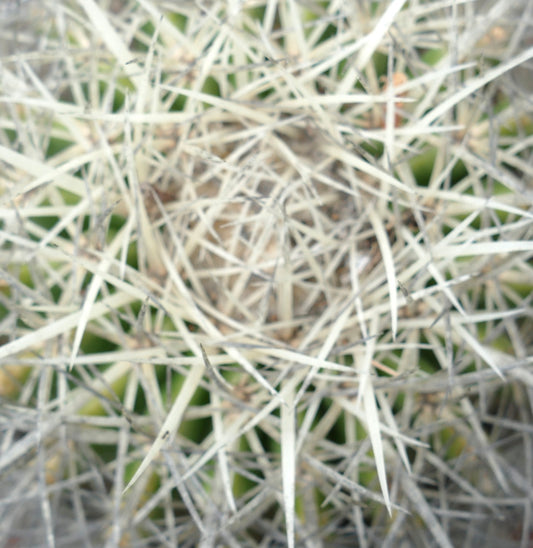 Echinocactus grusonii var. albispinus nærbilde som viser tette, hvite pigger på grønn kaktus kropp