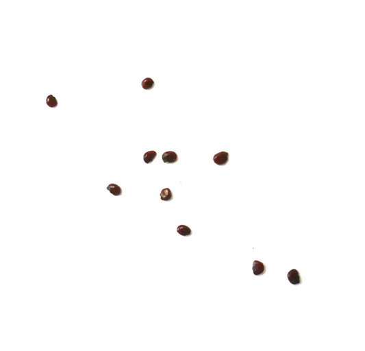 Echinocactus grusonii var. brevispinus seeds small brown cactus seeds on white background