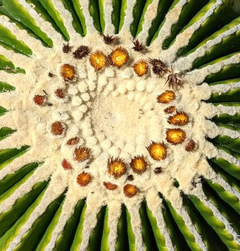 Echinocactus grusonii var. inermis saftig kaktus med grønne ribber og gyldne, ullrike areoler nærbilde