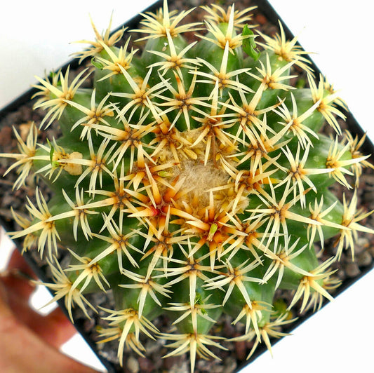 Echinocactus grusonii var. intermedius grønn kaktus med tette gule torner og ullent senter