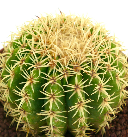 Echinocactus grusonii var. intermedius succulent cactus with dense yellow spines and ribbed green body