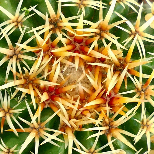 Echinocactus grusonii var. intermedius 8-15cm