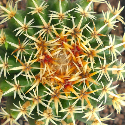 Echinocactus grusonii var. intermedius 8-15cm