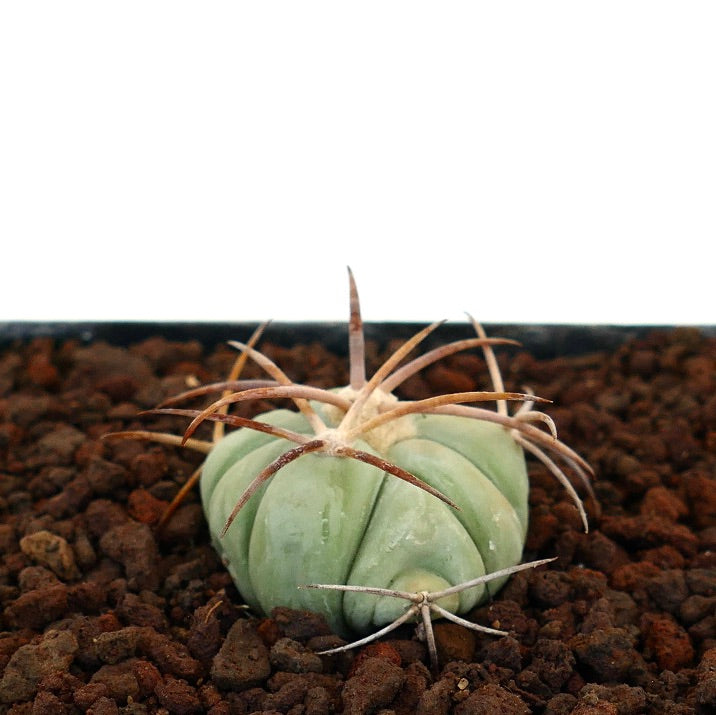 Echinocactus horizonthalonius kleiner Sukkulenten-Kaktus mit gebogenen braunen Stacheln und abgerundeten Rippen