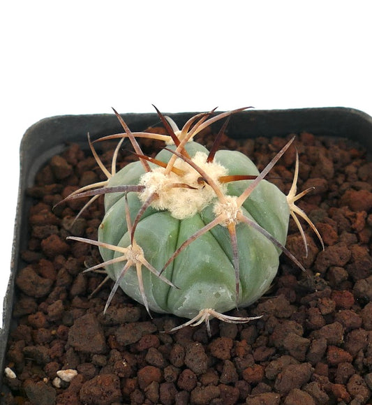 Echinocactus horizonthalonius piccolo cactus succulento rotondo con spine lunghe marroni e areole lanuginose