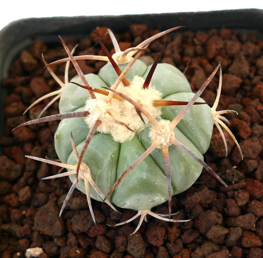 Echinocactus horizonthalonius, cactus succulento con coste spesse e lunghe spine marroni in terreno roccioso