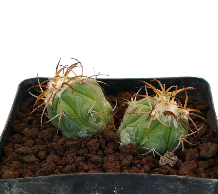 Echinocactus horizonthalonius piccolo cactus succulento con spine curve in terriccio