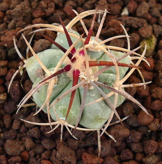 Echinocactus horizonthalonius, cactus succulento con spine spesse e corpo verde-bluastro