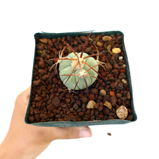 Petit cactus rond Echinocactus horizonthalonius avec de longues épines rougeâtres en pot