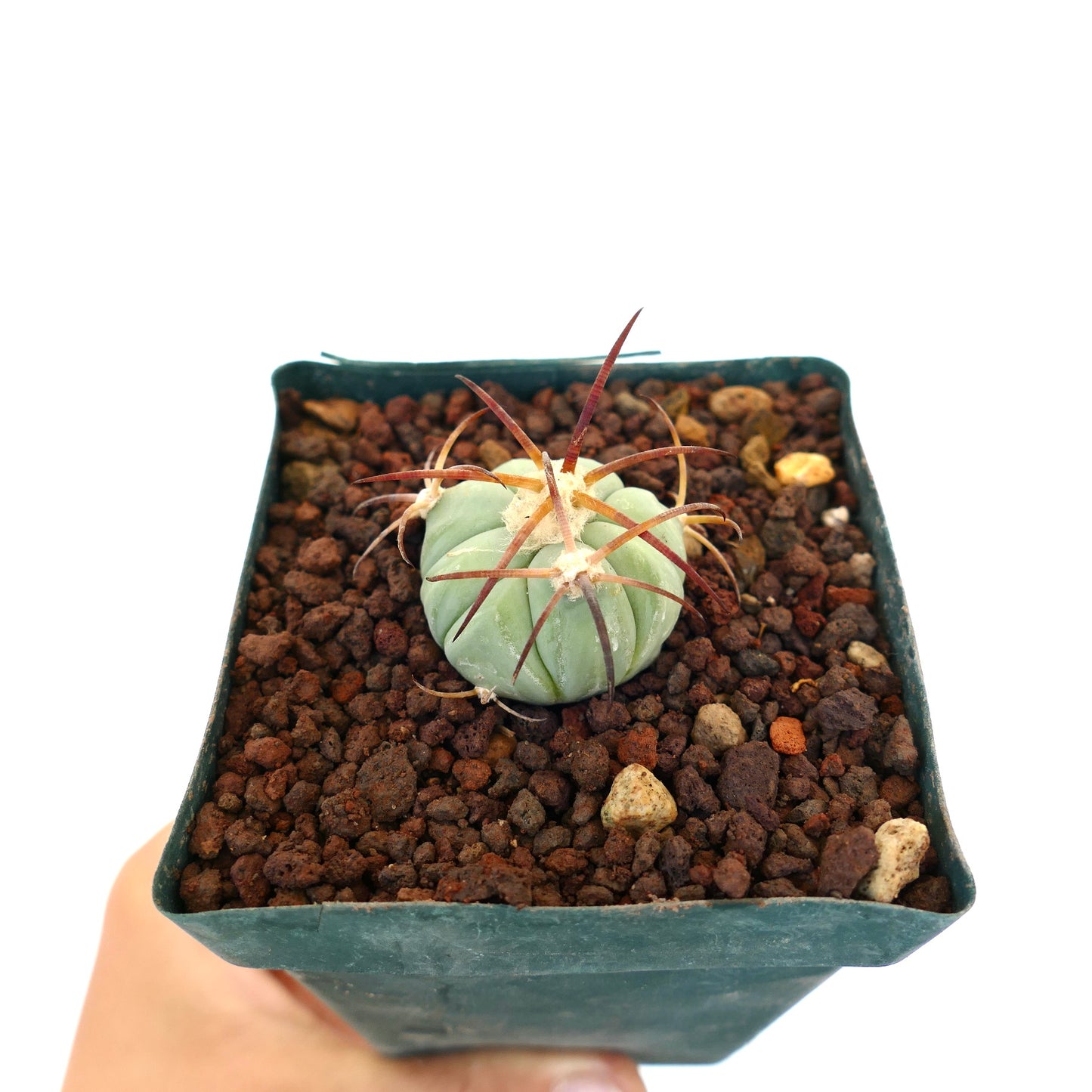 Echinocactus horizonthalonius kleine sukkulente Kaktee mit dicken Rippen und langen rötlichen Stacheln im Topf