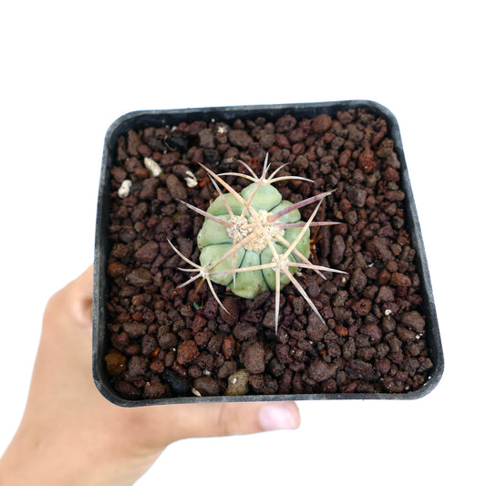 Echinocactus horizonthalonius piccolo cactus verde con spine lunghe e affilate in vaso