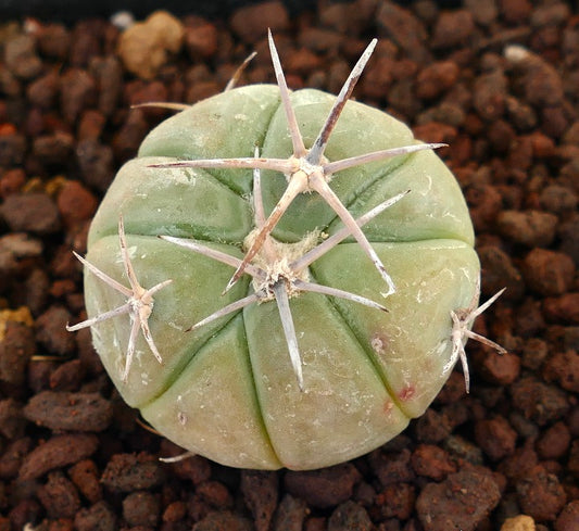 Echinocactus horizonthalonius NUDUM cactus succulento con spine spesse e corpo verde arrotondato