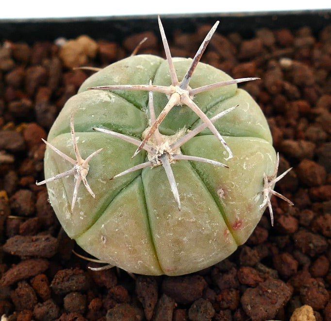 Echinocactus horizonthalonius NUDUM cactus succulento con spine spesse e corpo arrotondato e costoluto