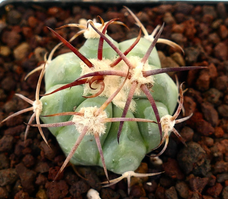 Echinocactus horizonthalonius succulent cactus with thick green body and curly reddish spines