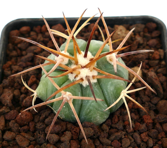 Echinocactus horizonthalonius piccolo cactus succulento con spine lunghe giallo-brune e corpo verde costoluto