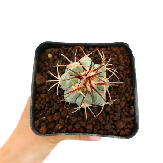 Echinocactus horizonthalonius petit cactus succulent avec épines épaisses en pot noir