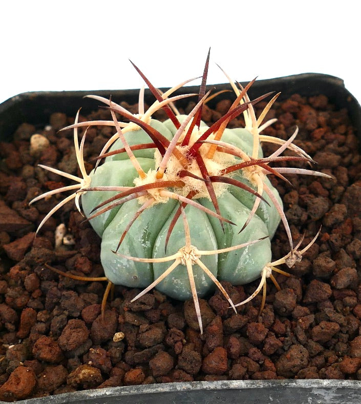 Echinocactus horizonthalonius saftig kaktus med blågrønn kropp og lange rødlig torne i steinete jord