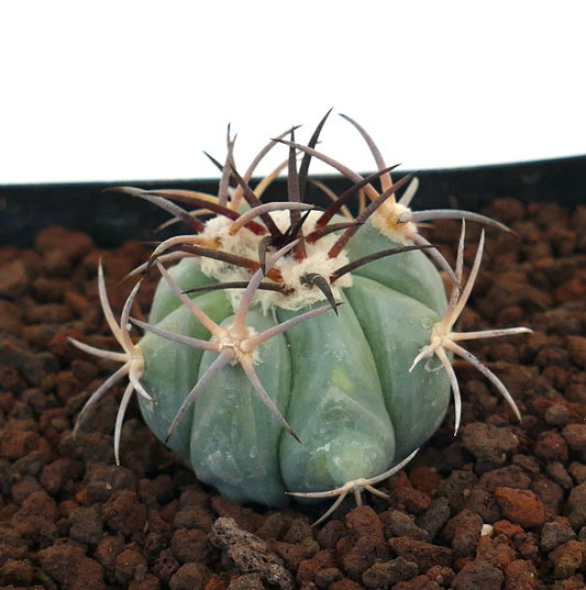 Echinocactus horizonthalonius cactus succulento con coste spesse e lunghe spine curve su terreno vulcanico