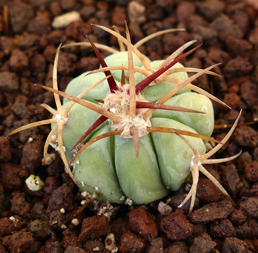 Echinocactus horizonthalonius piccolo cactus verde con spine lunghe rossastre e beige in terreno roccioso